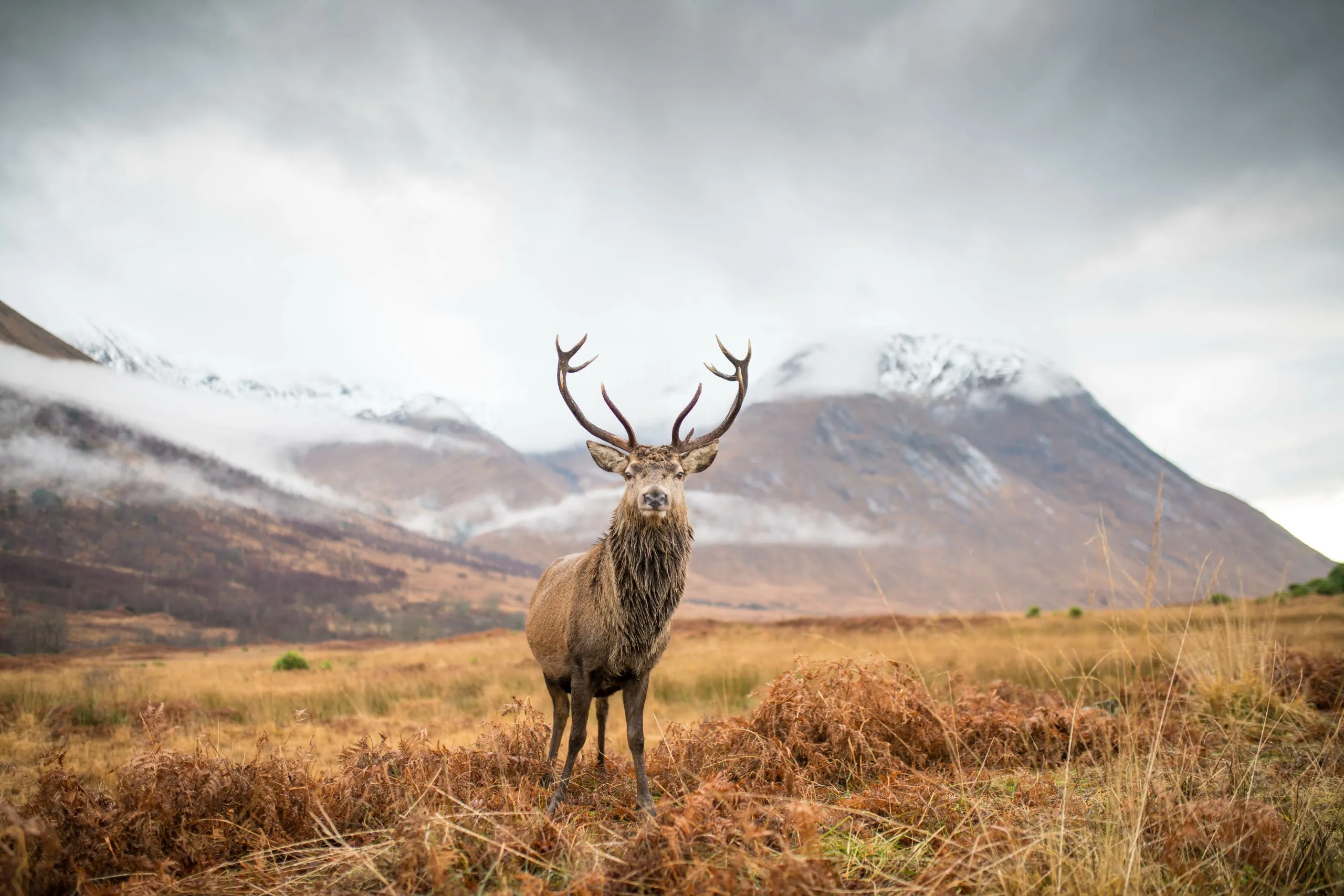 reindeer scotland